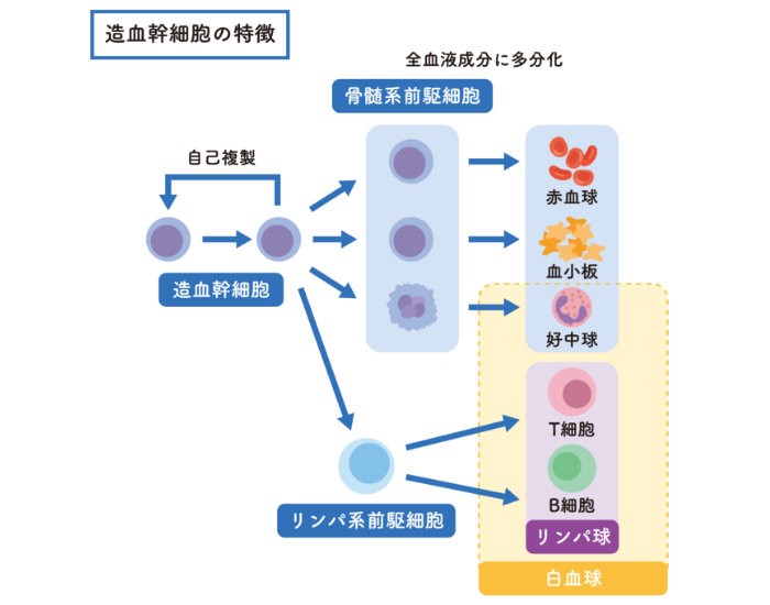 造血幹細胞の特徴