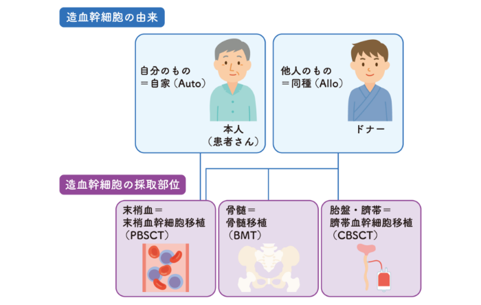 造血幹細胞の由来