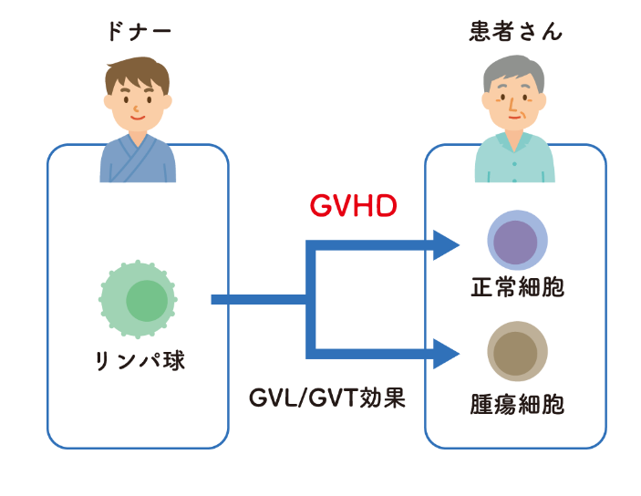 移植片対白血病/移植片対腫瘍（GVL/GVT）効果